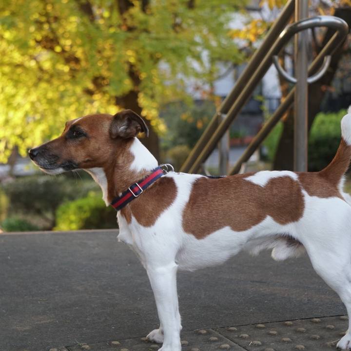 1f65b3c5 eadd 4612 92dc 1b3156281339 1510958450235