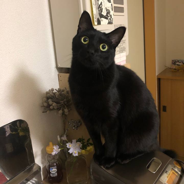 1f6803ea 1c9f 498c 91d5 8291693c36b2 1586818804578