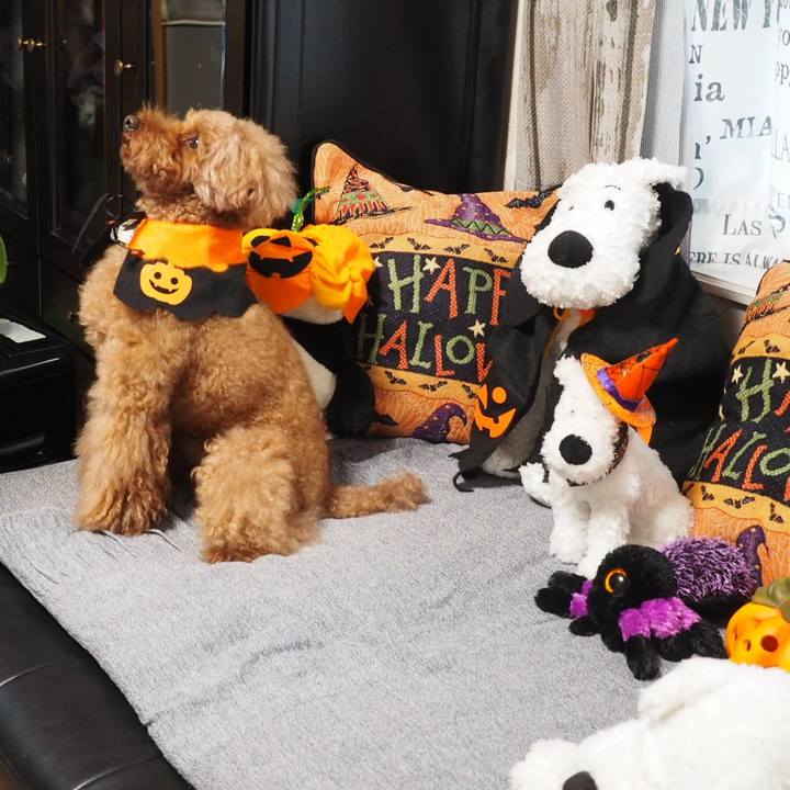 1f69b5d6 7d8d 428b 8ffe 5181f9d4fa5c 1509411900137