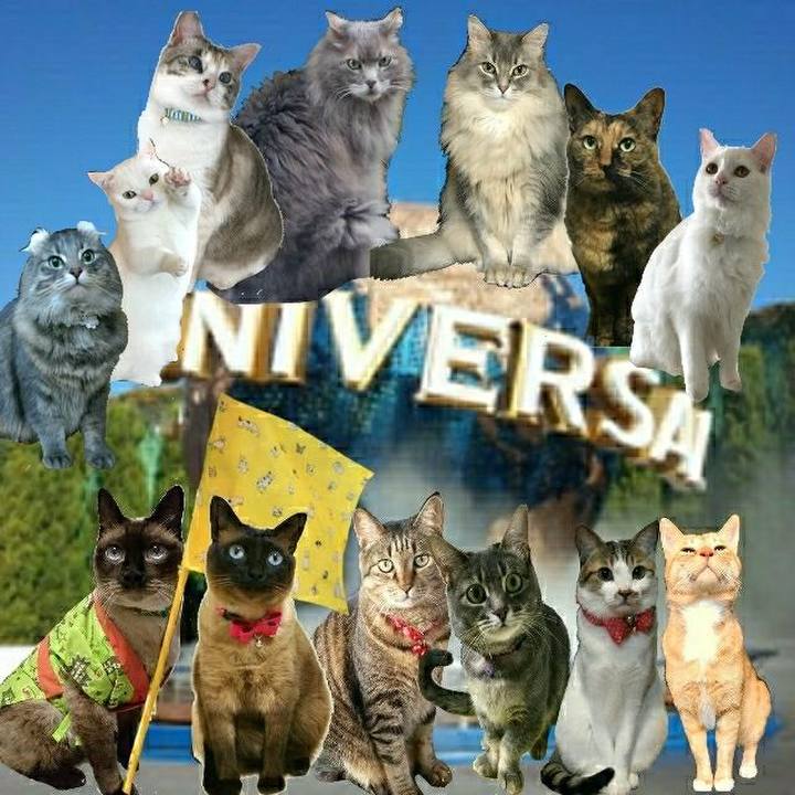 1f702c9f 439f 4d78 8885 1da187e33f72 1529194262865