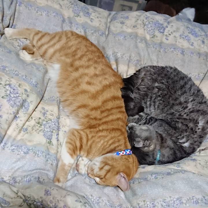 1f70cad0 c3d8 4165 b9ba def7dab18dc3 1576672404963