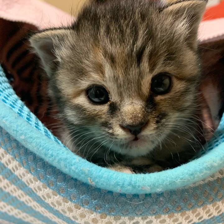 1f72ab9d a828 4623 90c2 25b1c3933523 1587565537451