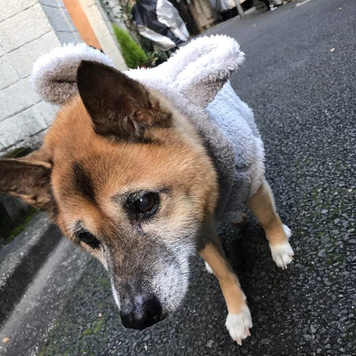 1f730e8a 02c9 466d b895 e8f3cdb21848 1544740706045