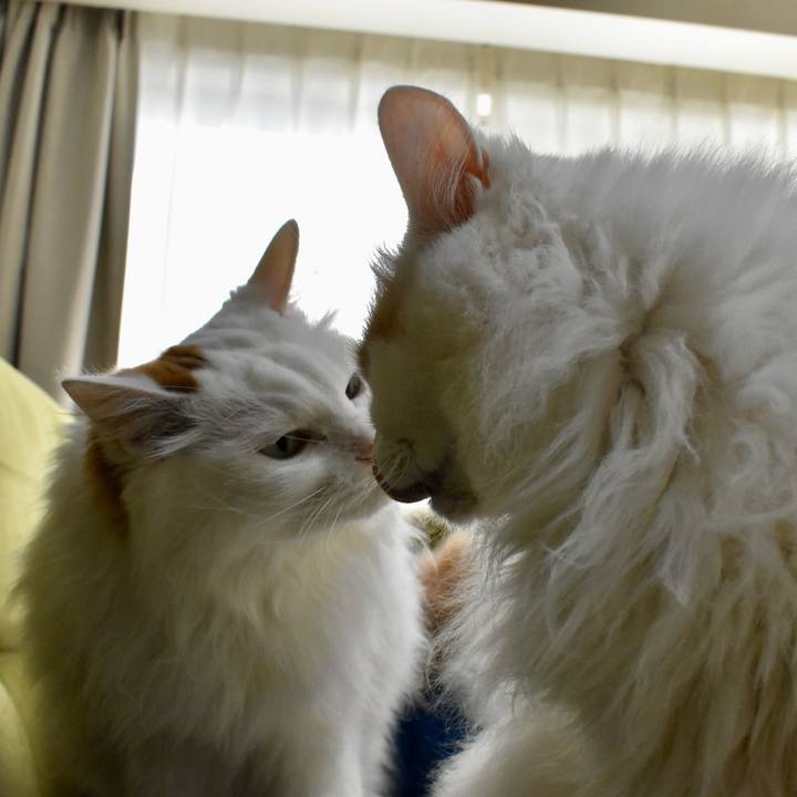 1f7b604a 35f4 4ec1 a402 ccaf69adc8d5 1762129642621