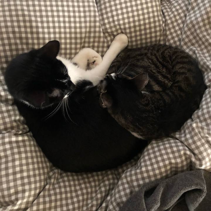 1f7d361a ff87 48c8 97b2 2c1d4f9f291d 1543627028480