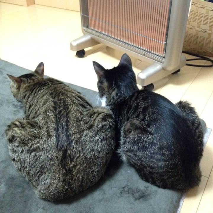 1f7edb15 f63f 4d54 b01c 5b587b5b2e36 1512650513911