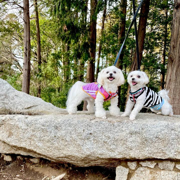 1f80bcfc a28b 4c87 b2e9 9138a1e5f9f9 1615614387811