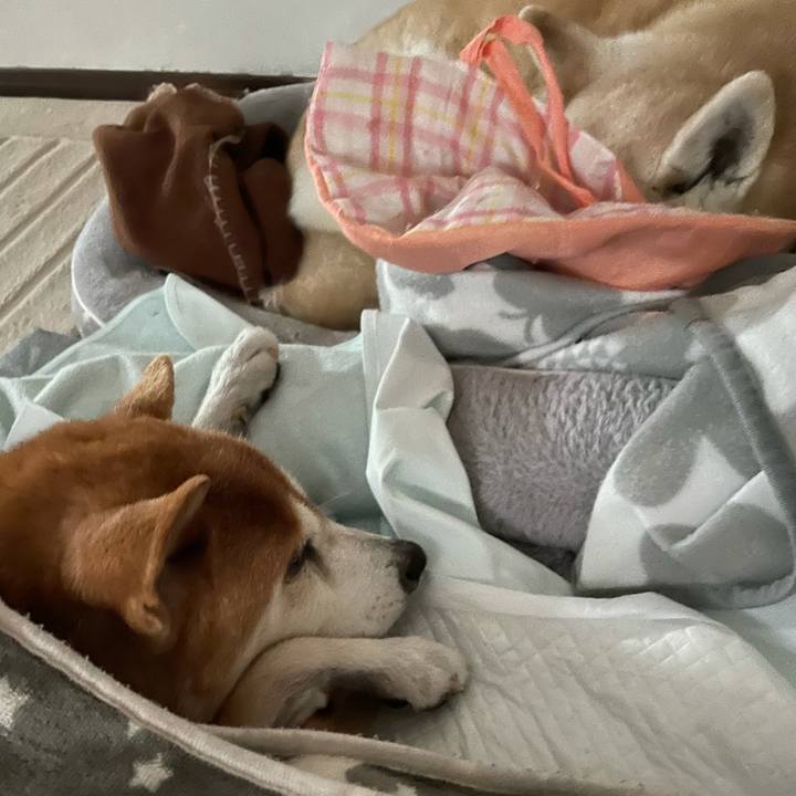 1f8163f5 5c96 46d7 b505 2d7afe34c491 1616739373965