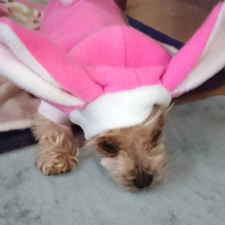 1f83e6b8 74d8 4f01 b43c 7ca166c6b2ca 1544948777603