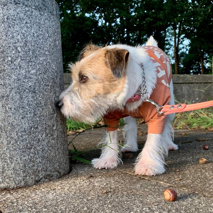 1f88e9df 8611 4ae3 8a54 f44d73455d95 1601283819303