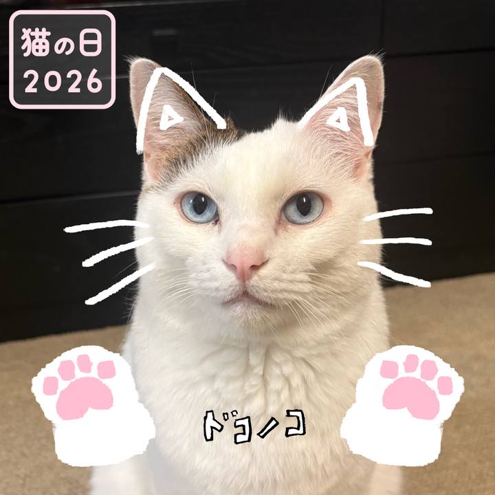 1f8b1ff5 8967 45a0 b278 884909acb419 1771722887584