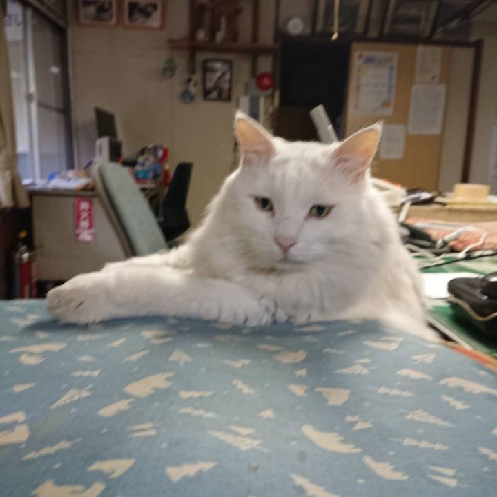 1f8b80dd 25b4 48f2 874d 745672032676 1571352564180