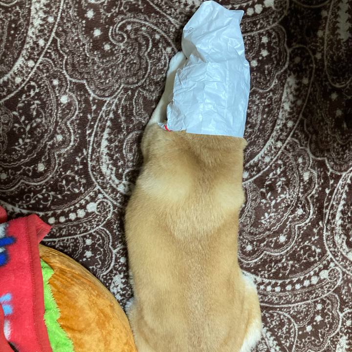 1f8d9617 dfe0 47ed af03 c60cce8205a4 1616577613443