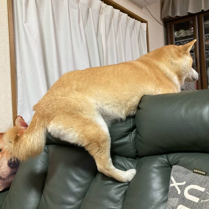 1f8e8c2f 7a14 4fca 81fe 4c76d07cf6cd 1618836763545