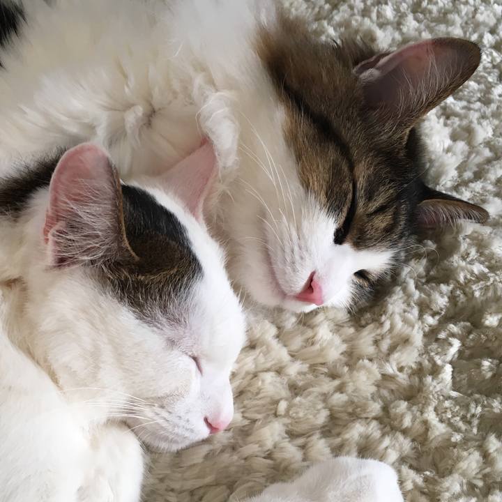 1f902896 9ab8 4051 8bd8 14dd02c558e7 1517558995855