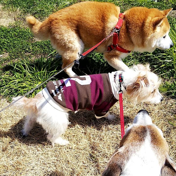 1f91b4af ec01 4c66 b5c2 1534f370e154 1584772925283