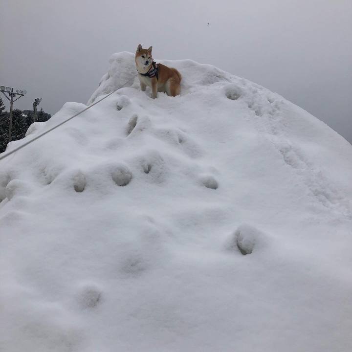 1f9401d1 23d2 42a0 847d bebb7f975409 1581817564582