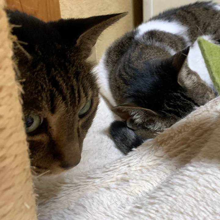 1f9507e9 e17e 46ca 9634 3610f9d6e018 1597278967810