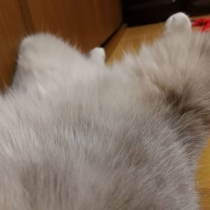 1f982de3 81c2 4773 8da3 2e5996db443f 1534773521255