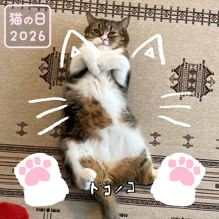 1f99b670 8f2c 49d5 a52e 187e0be9152d 1771711330710