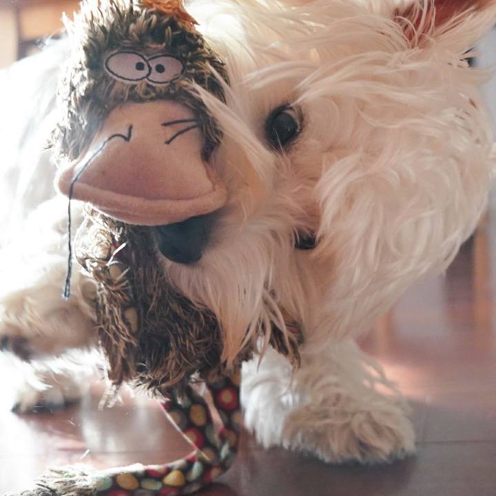 1fa1903b 263e 4a92 b148 74bdfb555457 1513693864074