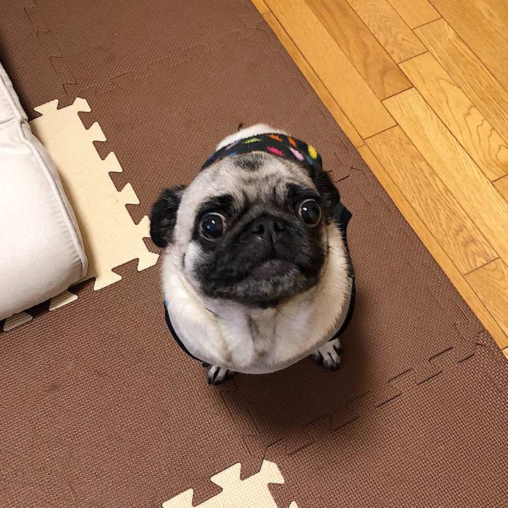 1fa973e5 7249 4303 ac61 7fdc87e54767 1511767246218