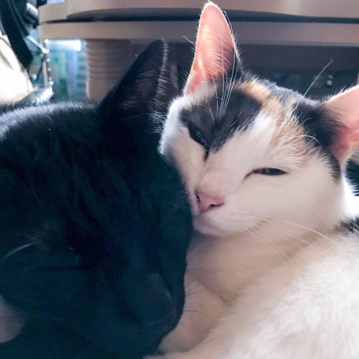 1faa7c63 b2bb 4214 9736 b2267baae51e 1509631268885