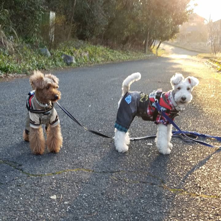 1fb4c54f e0b4 4c7c b879 a63c5b1619c4 1551738757539