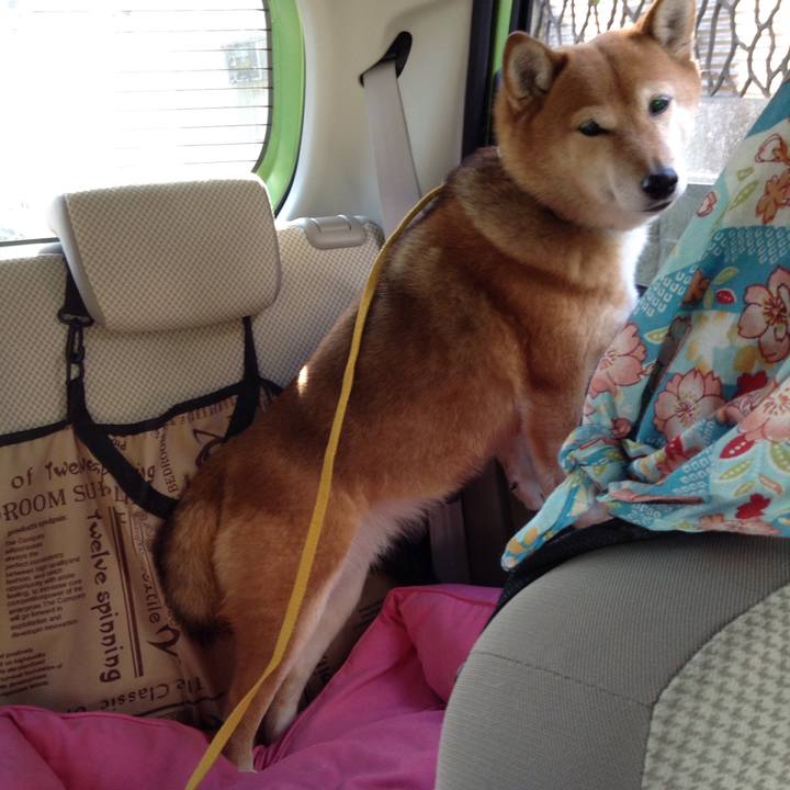 1fb4c9cf f430 4801 9786 b22a3f9f29fa 1548820614481