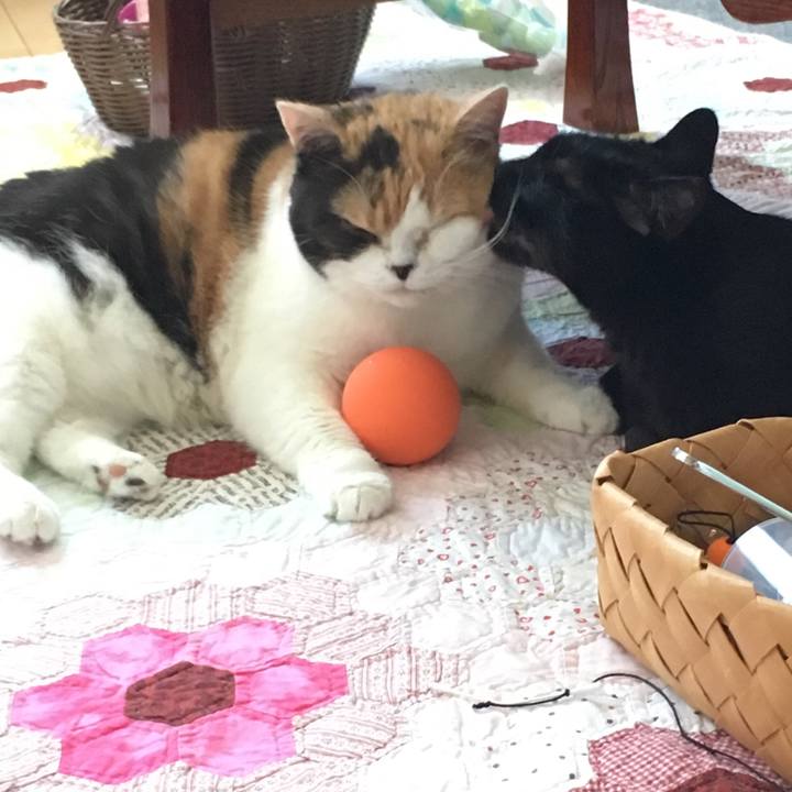 1fbb11d4 d28b 4298 beab baccf4b36881 1540863234491