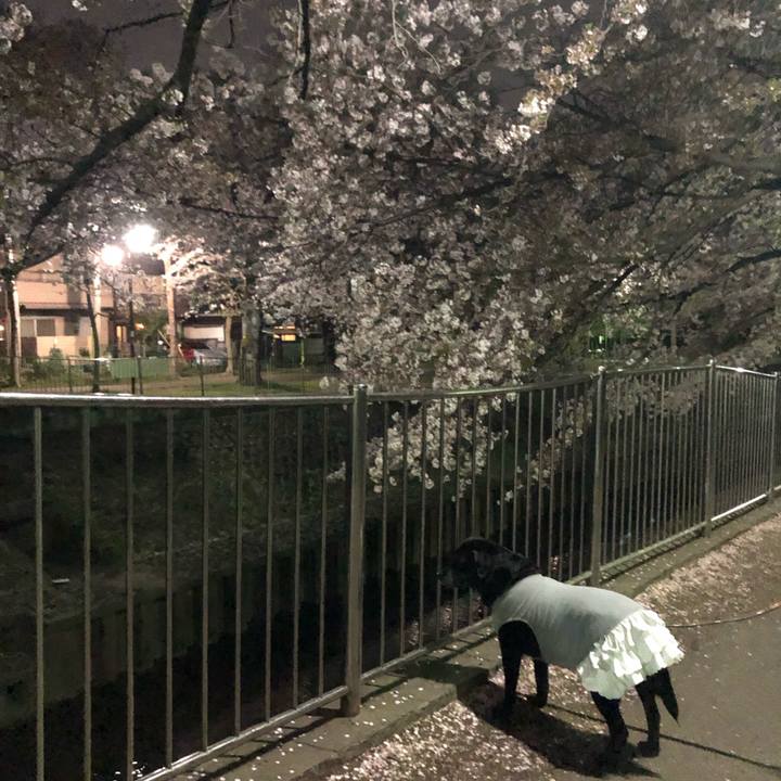 1fc006c8 d86a 414a b397 cbd298af4089 1554640333692