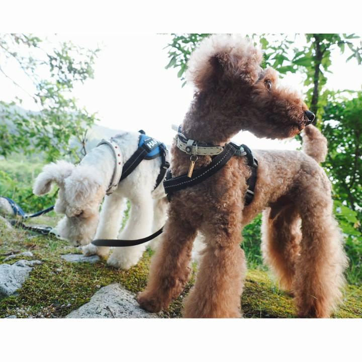 1fc01f3f 8534 4d2b b27a 1fb0f659db00 1529109883326