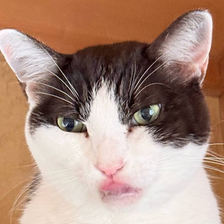 1fc1efdd f2c3 4acd 8e5c 89e8f46b4b2e 1760410712038