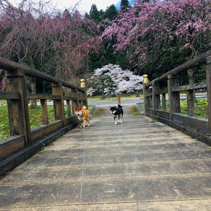 1fc572a3 7ac0 41d7 9c1a a6d4ff0f656c 1586063100322