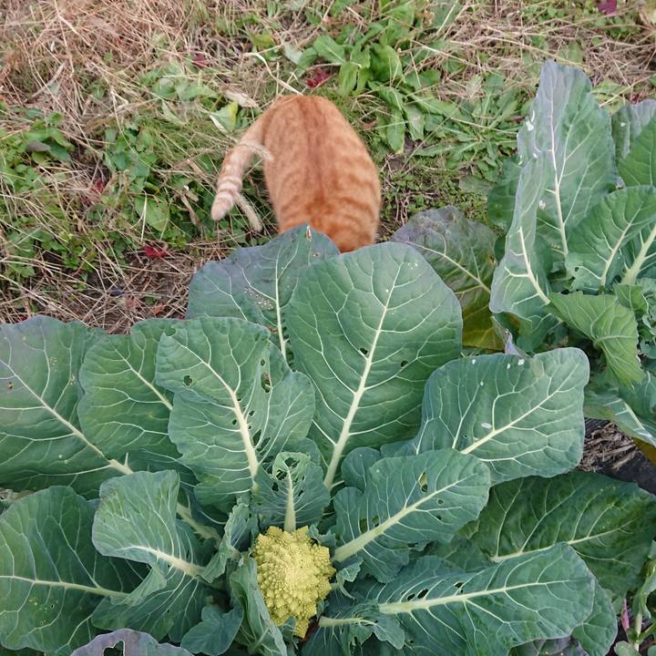 1fc68fc6 e535 430f a48f fb55e992590d 1574494098155