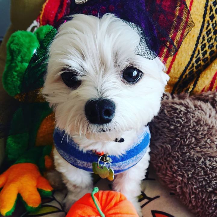 1fc69221 4552 4e74 9b97 96e39f8bb58b 1542508441346