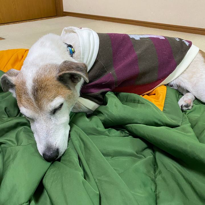 1fc6d7f2 b146 402f 9394 99d51a48943c 1608445089355