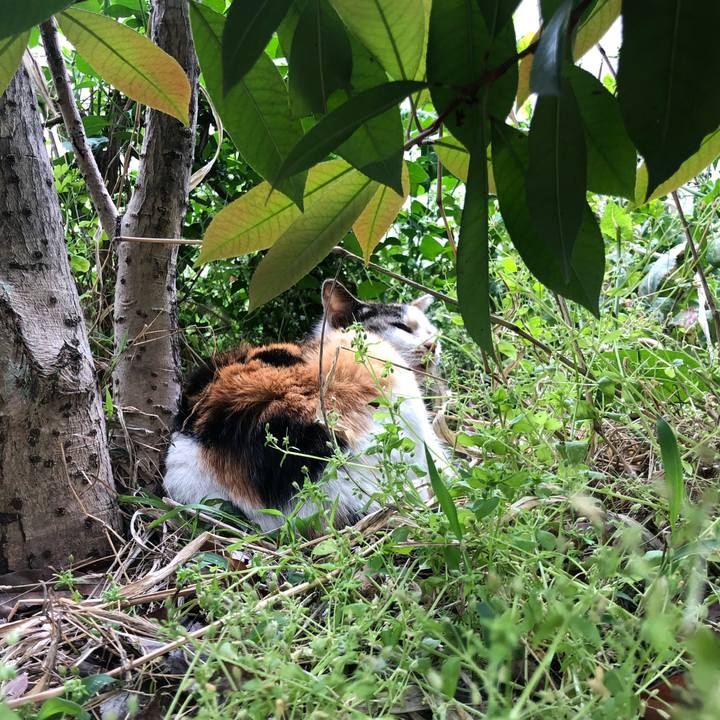 1fc6e777 3454 40ae 9aec 0e5938f021ed 1589721350088