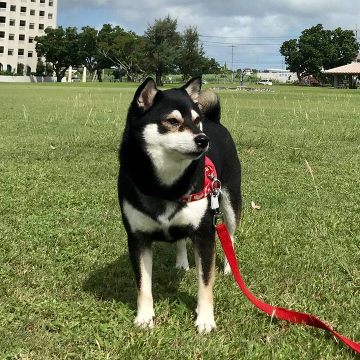 1fc7102d 4f09 4efa 988b 42733521e2c4 1508119825580