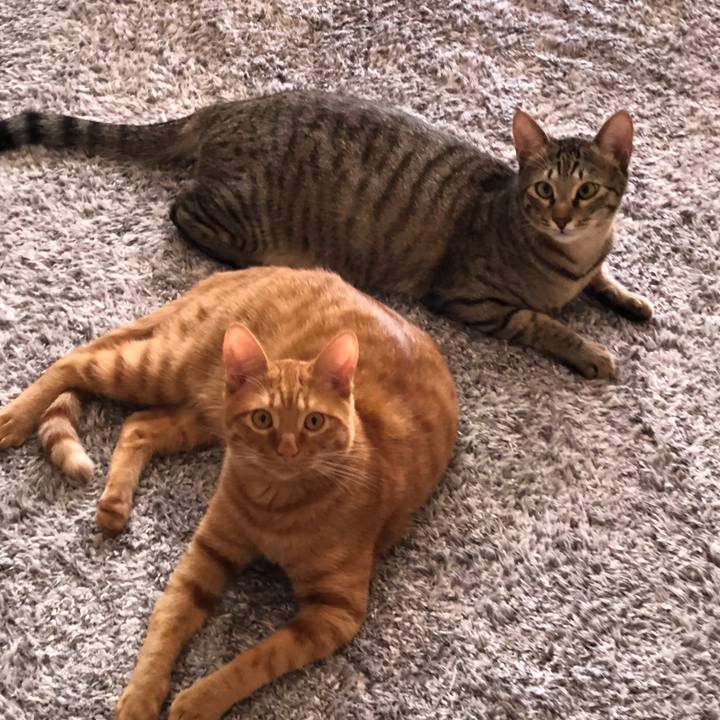 1fc72b89 ae4d 4052 a601 9762c05571ad 1524103647780