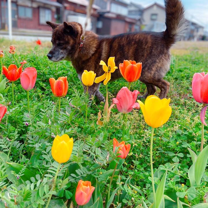 1fc8ed1a f3dc 4b1a 9f81 3f1c9fb2337a 1588291984828