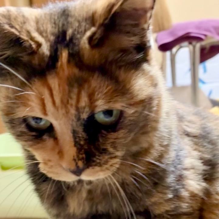 1fc98a39 f6cc 41de b80b ddfea351c270 1754512768539