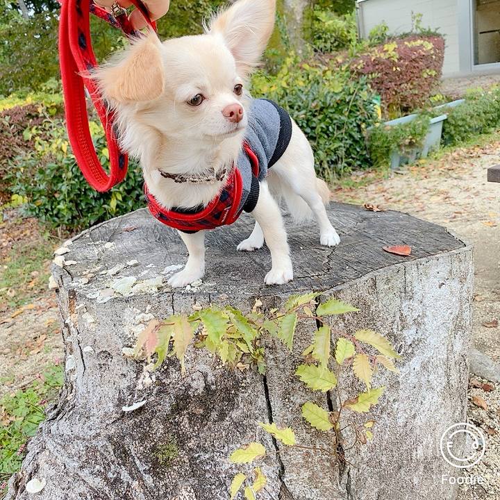 1fc9cec1 8e27 4a4f a712 fd0f5fcf019f 1604371061207