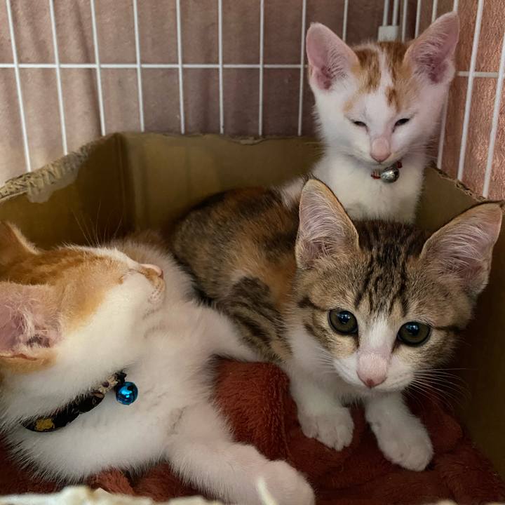 1fcb6b53 85f6 4a86 af72 c585dd4012ac 1750563678892