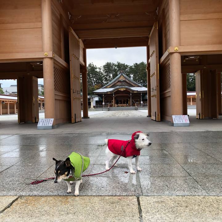 1fccdc42 fc75 475b af63 016032ea6e60 1574985841881