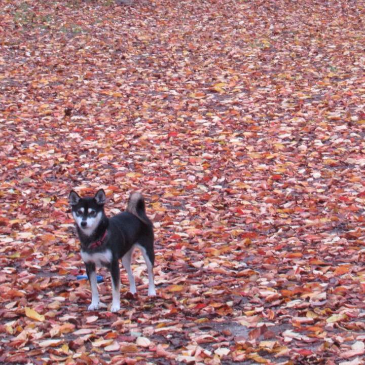 1fd0208e c2c7 496a 8e29 8529d40cb0df 1541736898544