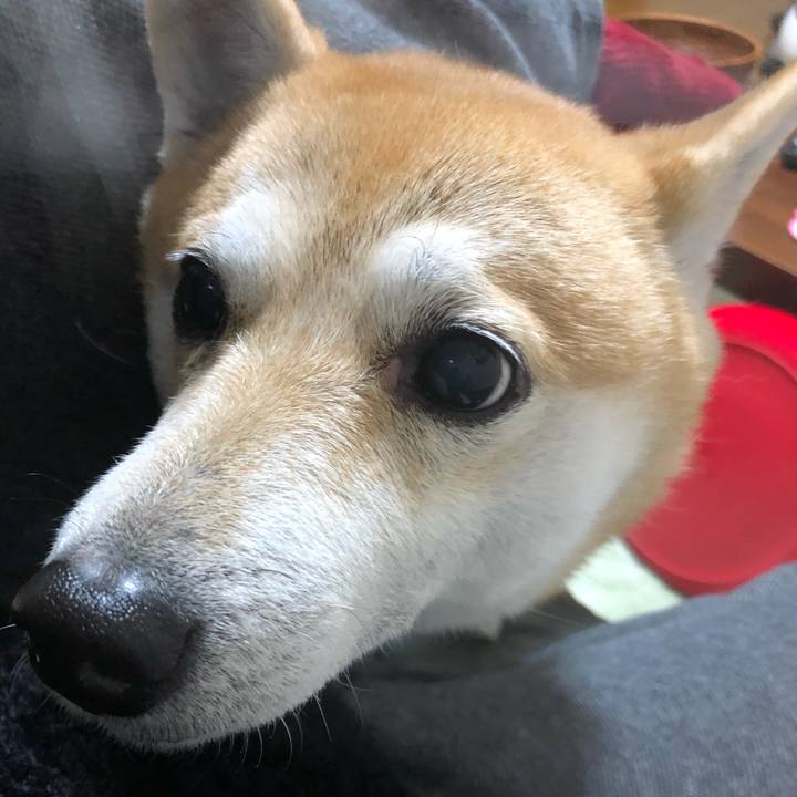 1fd107b3 5ca4 453a bbbc e9882de5a766 1574938028803