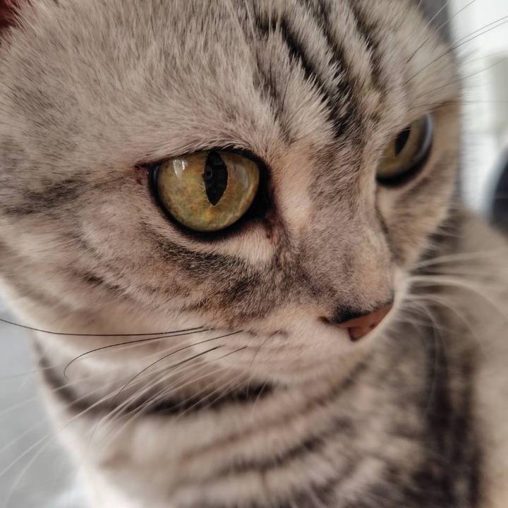 1fd22e45 6fbd 4e70 b672 d8f54c14268b 1762989094955