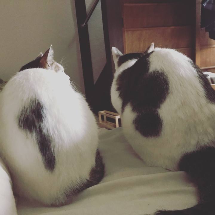 1fd2f77c eca6 43e2 ba05 34f77e446161 1543971042242