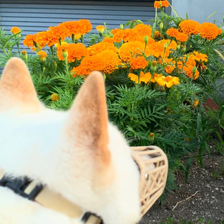 1fd6580b f1db 4092 b373 2d76bb50795f 1598302660337